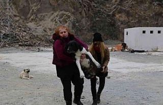 Sular altında kalacak olan Yusufeli’nde sokak hayvanları...