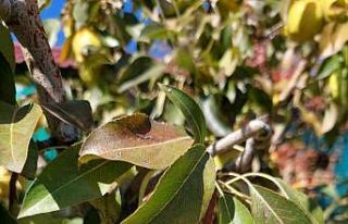 Sungurlu’da armut hasadı başladı