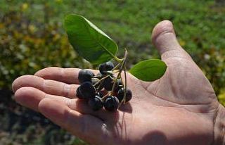Süper meyve aronya üretimi Türkiye’de günden...