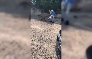 Tarihi Gelibolu Yarımadası’nın maskotu olan tilkiyi...