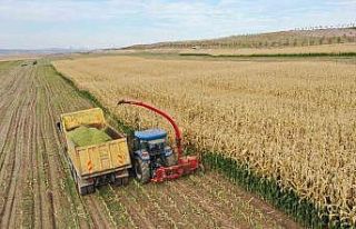 Tarım Kampüsü’nde yetiştirilen silajlık mısır...