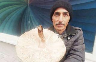 Tavşanlı’da mantar satışları başladı