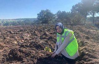 Tohumlar fidana, fidanlar Seyitgazi’ye