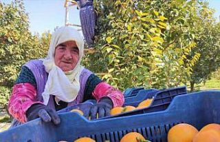 Torunun torunuyla akşama kadar tarlada hasat yapıyor