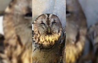 Tunceli’de yaralı halde bulunan alaca baykuş tedavi...