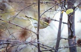 Türkiye’de 8, Bursa’da ilk kez görüldü