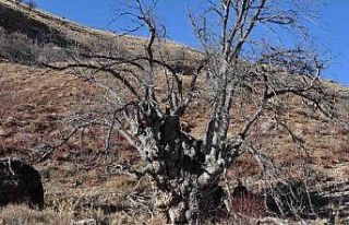 Türkiye’nin en geniş gövdeli ceviz ağacı için...