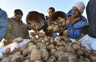 Türkiye’nin patates ihtiyacının yüzde 9’unu...