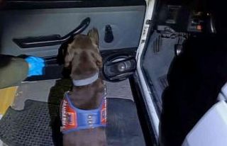 Uyuşturucuyu koklayarak buldu, patisiyle yerini gösterdi