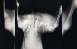 "Uyutulması gerekiyor" denilen sokak köpeği...