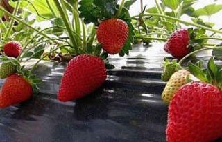 Vali hanım çileğinden 33 milyon TL gelir