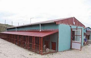 Van’da yasaklı ırk köpekler için özel alan...