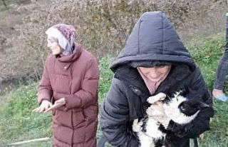 Yağmur suyu hattına sıkışan kedi, ekipler tarafından...