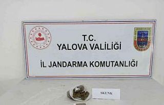 Yalova’da jandarmadan uyuşturucu operasyonları:...