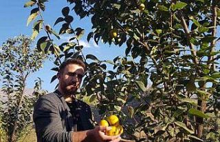 Yanlışlıkla ilçeyi cennet hurmasıyla tanıştırdı