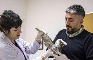 Yaralı atmaca tedavi altında