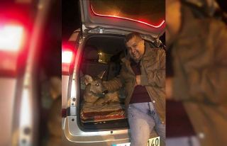 Yaralı ceylanın hayatını kurtardı