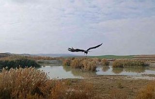 Yaralı saz delicesi, tedavisinin ardından doğaya...