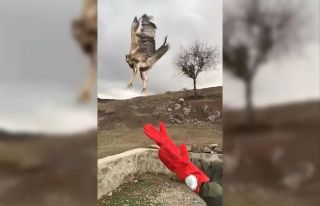 Yavru kartal özgürlüğe böyle kanat çırptı