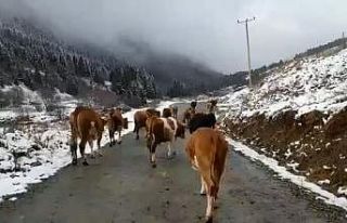 Yaylalara kar yağmasıyla birlikte sürülerin dönüş...