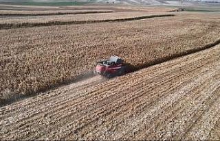 Yemlik dane mısırda hasat başladı