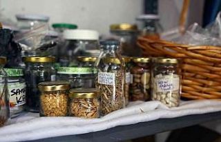 ‘Yerel Tohum Sokağı’ filiz vermeye başladı