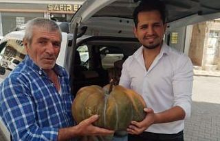 Yerli tohumla dev kabaklar yetiştiriyor