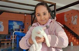 Yerli ve yabancı turistlerden Van kedilerine ilgi