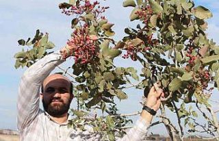 Yetişmez denilen Antep fıstığını Iğdır’da...