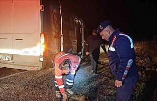 Yol kenarında yaralı halde bulunan hayvanlara jandarma...