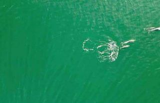 Yunusların en doğal gösterisi