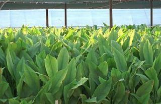 Zerdeçal’ın anavatanı Bodrum olacak