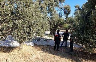 Zeytin hırsızı Jandarmaya yakalandı