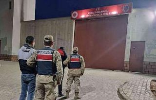 Zeytin hırsızları tutuklandı