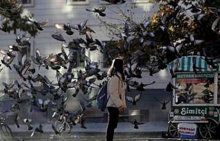 Zeytin toplayan köylü kadınlar tarlada böyle saygı...