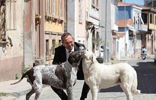 2022 yılı boyunca sokaktaki binlerce can dosta tıbbi...