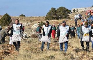 70 bin kilogram sedir tohumu toprakla buluştu