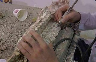 7,5 milyon yıllık fosilleri ayaklandırıyorlar