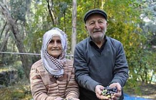 80’i aşan yaşlarına rağmen ağaçların tepesine...