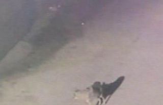 Aç kalan kurt ilçeye indi