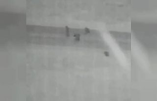 Aç kalıp yola inen ayılar kameralar tarafından...