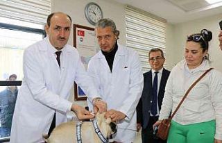 Adana’da 15 bin hayvana çip takıldı