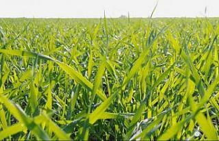 Adana’da tarlalar yeşile büründü... Buğdayda...