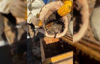 Ağaç kovuğunda yuva yapan arılar ve bal özenle...