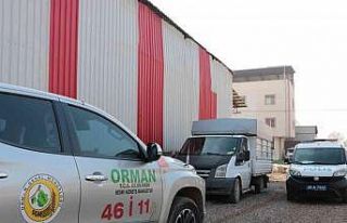 Ağaçları kesti, yakalanacağını anlayınca aracı...