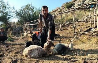 Ağıla giren sokak köpekleri, 9 keçiyi telef etti