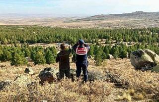 Aksaray’da jandarma Anadolu Yaban Koyunlarını...