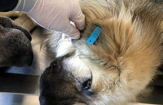 Akşehir’de 872 sokak köpeği kısırlaştırılıp...