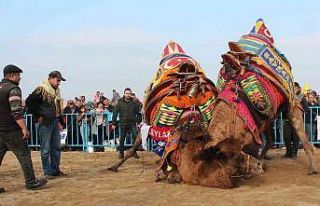 Alaşehir’de deve güreşlerine büyük ilgi