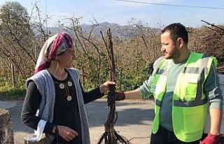 Altınordu’da üreticilere 100 bin adet ceviz fidanı